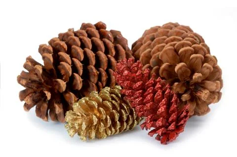 Pine cones Stock Photos