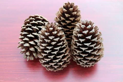 Pine cones Stock Photos