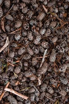 Pine cones Stock Photos