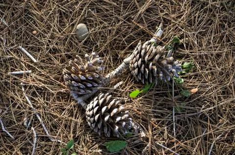 Pine cones Stock Photos