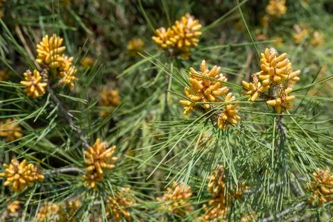 Pine cones Stock Photos