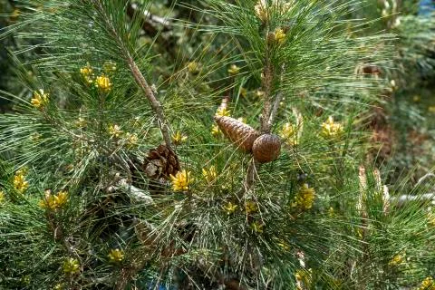 Pine cones Stock Photos