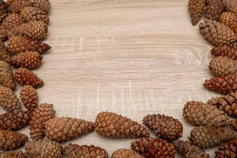 Pine cones Stock Photos
