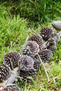 Pine Cones Stock Photos