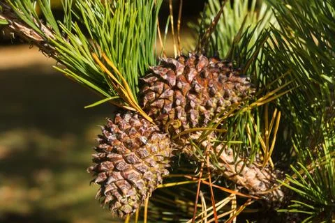 Pine Cones Foto stock