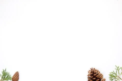 Pine cones Stock Photos