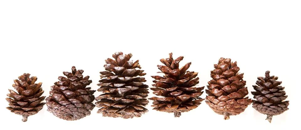 Pine cones Stock Photos