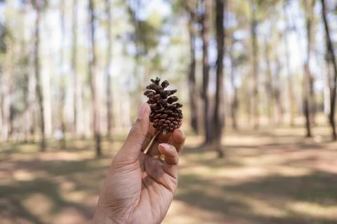The pine cones Stock Photos