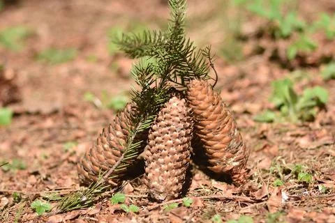 Pine cones Stock Photos