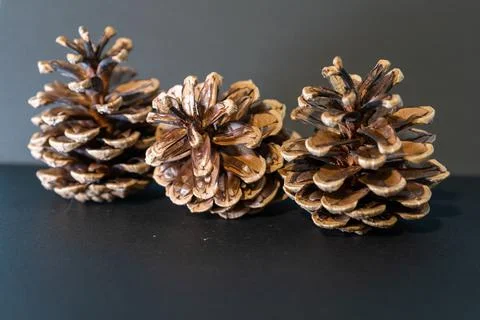 Pine Cones Stock Photos