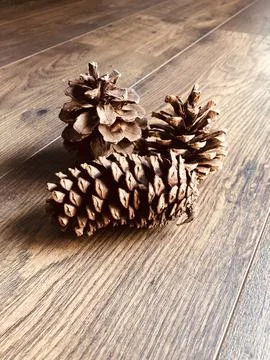 Pine cones Stock Photos