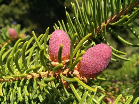 Pine with cones. Stock Photos