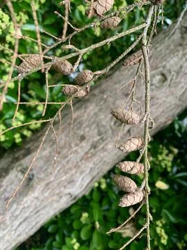 Pine cones Foto stock