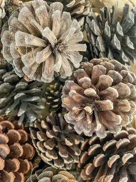 Pine cones Stock Photos