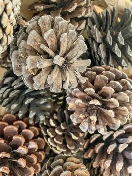 Pine cones Stock Photos