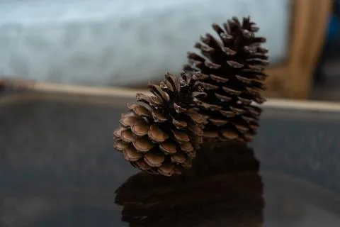 Pine cones 写真素材