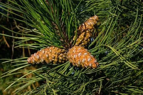 Pine Cones Stock Photos