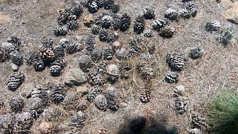 Pine cones piled on the ground, Canary Island pine Stock Footage 172081151