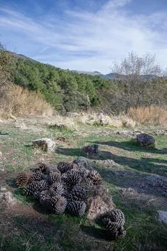 Pine cones piled up on the ground in Sierra de Huetor Foto stock