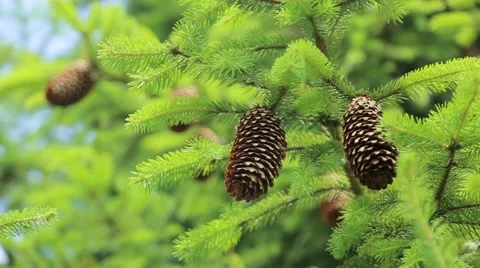 Pine cones with pine branches. Cone and christmas tree isolated on white. Stock Footage 65239097