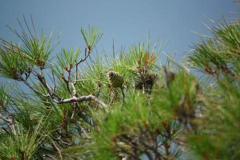 Pine cones on a pine tree on a blue sky background, there is an area for text Stock Photos
