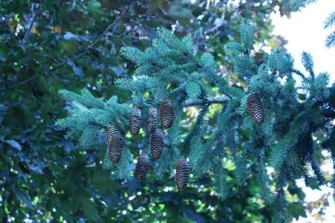 Pine cones on a pine tree branch. Foto stock