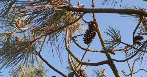 Pine cones on a pine tree. Branches blowing in the breeze Video stock 135361909