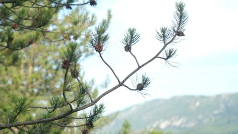 Pine cones on pine tree branches in the mountains Stock Footage 237195572