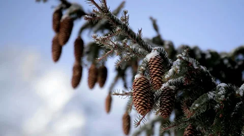 Pine Cones on a Pine Tree Video stock 36052862
