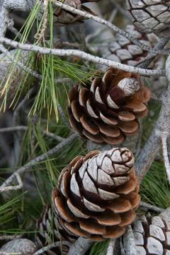 Pine cones from pine tree, Greece Stock Photos