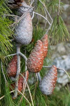 Pine cones from pine tree, Greece 스톡 사진