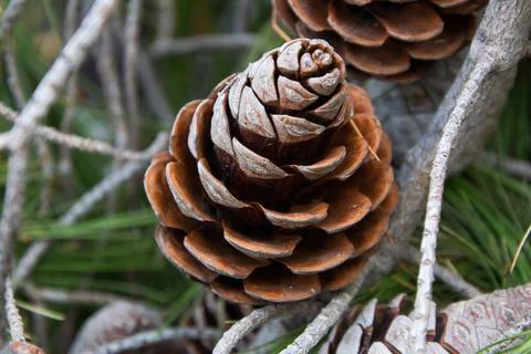 Pine cones from pine tree, Greece 스톡 사진