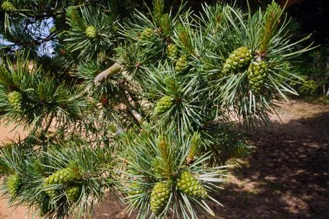 Pine cones in a pine tree 库存照片