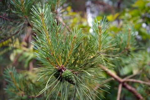 Pine cones in a pine tree 库存照片