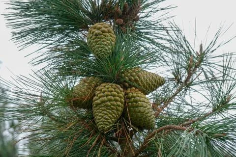 Pine cones in a pine tree Stockfoto's