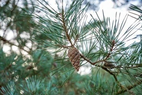 Pine cones in a pine tree Stock Photos