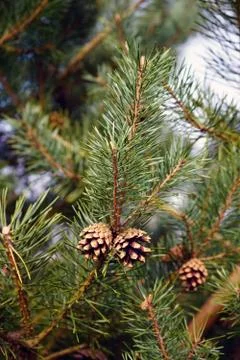 Pine cones in a pine tree Photos
