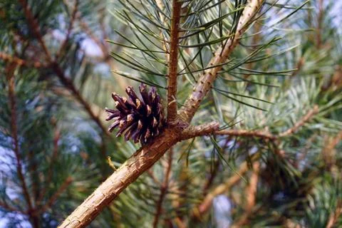 Pine cones in a pine tree 库存照片