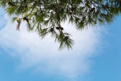 Pine cones on a pine tree, pinus in the garden. Pine branches on the blue sky Stock Photos