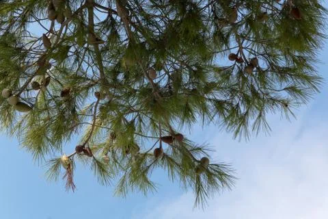 Pine cones on a pine tree, pinus in the garden. Pine branches on the blue sky Stock Photos
