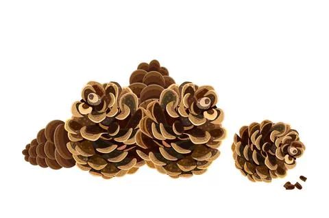 Pine cones. Pinecones isolated on white background. Stock Illustration