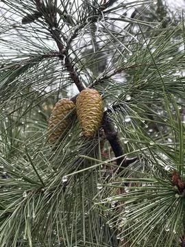 Pine Cones in the Rain Stock Photos