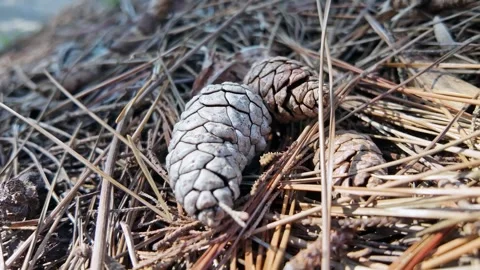 Pine Cones Resting Among Dry Needles Autumn Vídeos de archivo 345340883