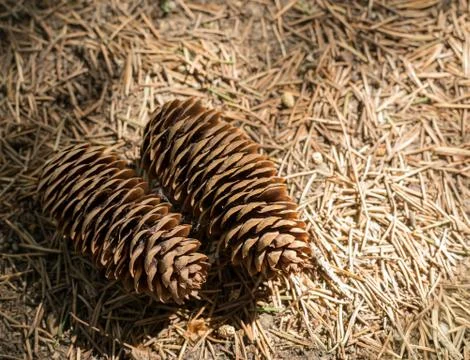 Pine Cones Resting on Forest Floor Stock Photos