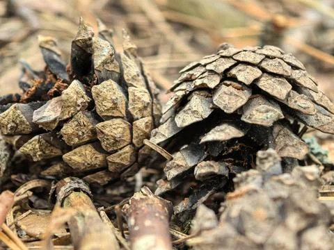 Pine cones resting on a forest floor near a serene woodland Stock Photos