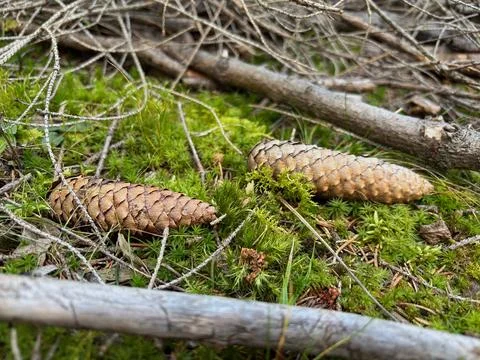 Pine cones resting on green moss and forest floor. Stock Photos