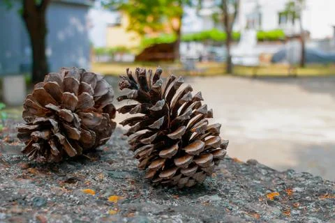 Pine cones resting on a stone surface in an urban park during daytime, with.. Stock Photos