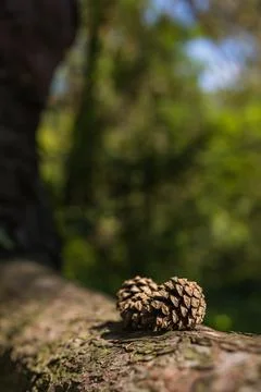 Pine Cones Resting on Tree Trunk with Soft Forest Bokeh Background Stock-Fotos