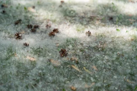 Pine Cones Resting on White Poplar Seed Fluff Stock Photos