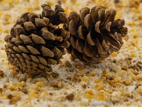 Pine cones on rocky  background Foto stock